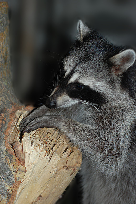 A raccoon that suddenly doesn't do anything funny =) - My, Raccoon, Animals, Pictures and photos, Photo, Images