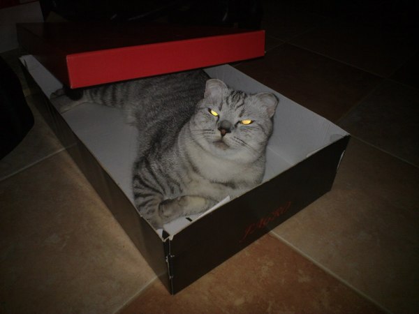 Sha nada - Awakening, cat, Box, Boxman