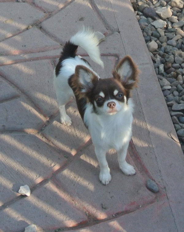 Chihuahua ran away from the exhibition in Ulyanovsk - My, The missing, Chihuahua, Dog, Found, 