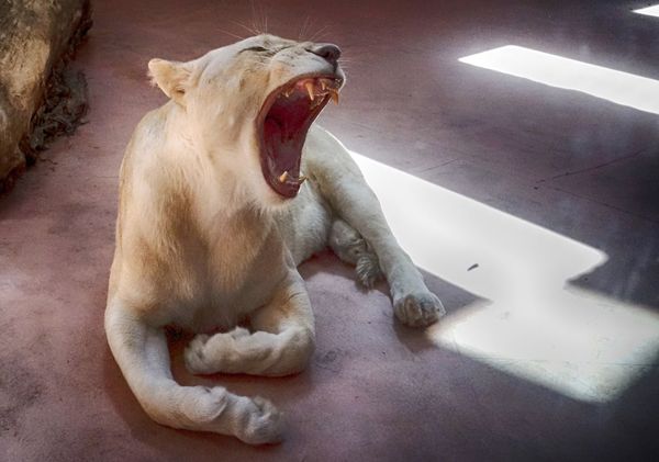 When viewed all posts in hot - a lion, Yawn, Zoo