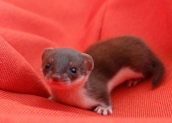 A little sweetness =) - The photo, Images, Pictures and photos, Photo, Animals, , , Weasel