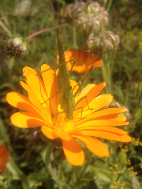 Grasshopper! - My, Grasshopper, Insects, Animals, Flowers