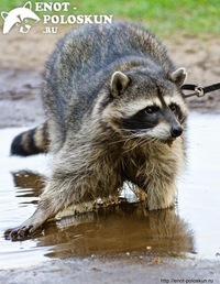 Рыбалка с Енотом