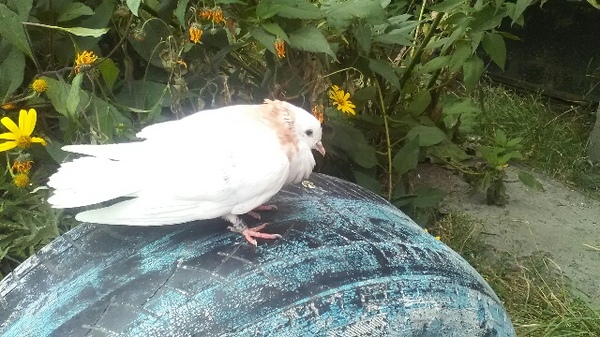 Found a pigeon - My, Pigeon, A loss