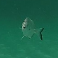 It's good to be a fish.. - My, A fish, Pleased, Sea, Under the water, GoPRO