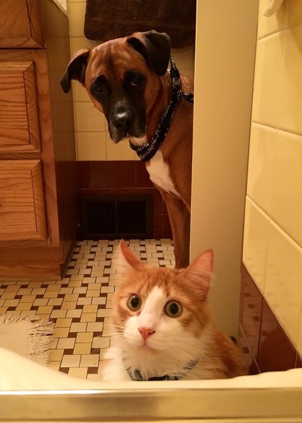 When you try to take a bath alone - Surveillance, Dog, cat, Bath