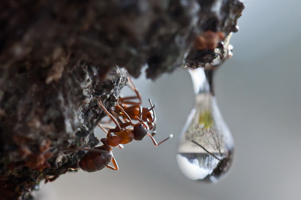 birch sap lovers - Nature, Ants, Birch juice, Macro, Macro photography