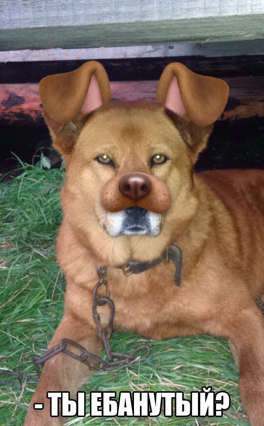 Песик.слизано с вк