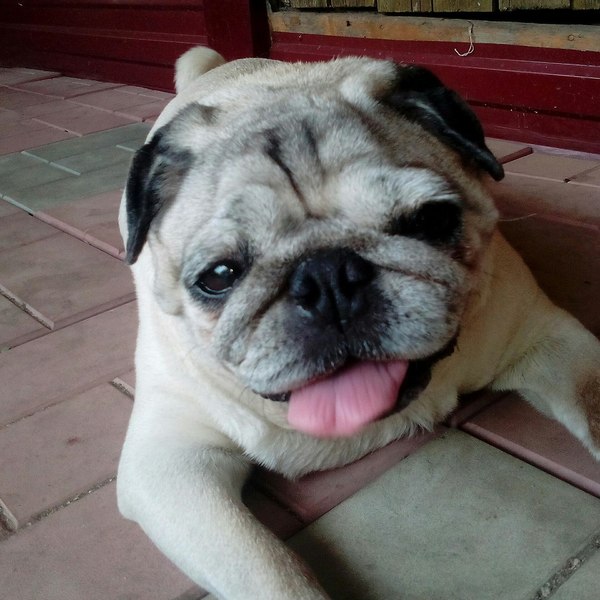 Pug - My, Pug, Dog, The charm