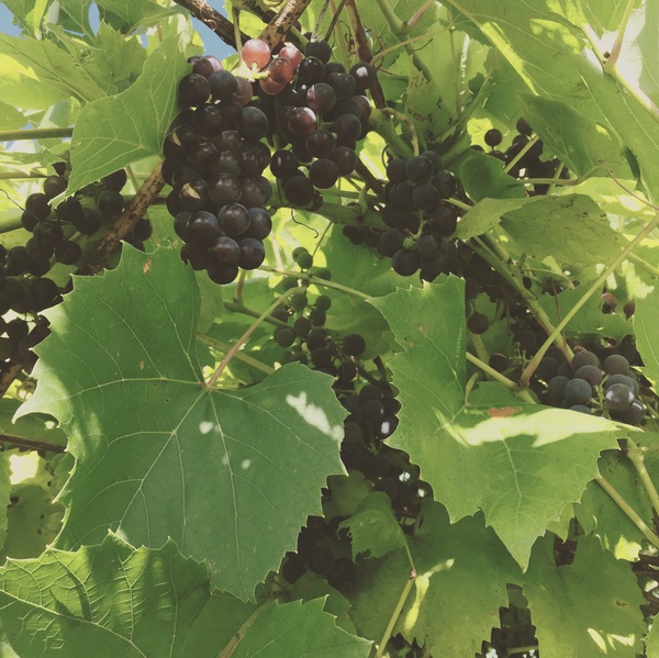 Chuvash grapes - My, Suddenly, Nature, I'll go eat something
