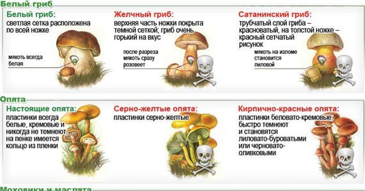 Установите соответствие между грибом. Грибы-двойники опасный двойник опёнок летний. Грибы двойники опенок летний и опенок осенний. Несъедобные грибы двойники опёнок летни. Гриб двойник опенок осенний опасный двойник.