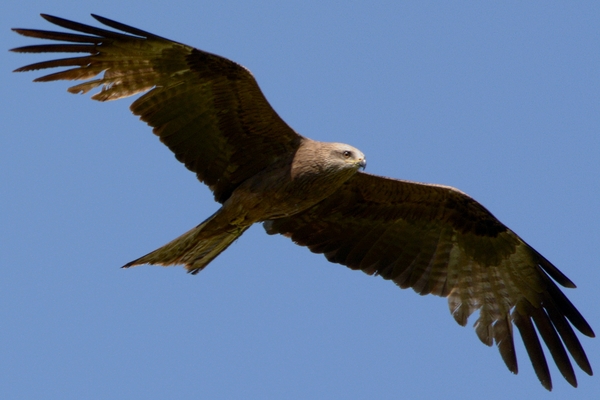 Black kite (Milvus migrans) - My, Photo, Birds, Kite, Photo hunting