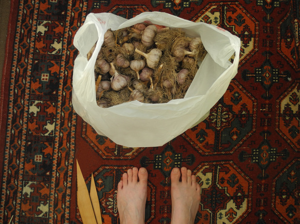 Grandmother brought a harvest from the garden. - My, Harvest, Garlic, Grandmother, Vampires