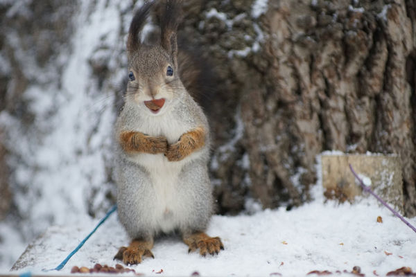 Nut tug - My, Squirrel, Nuts, Winter, Specific Park