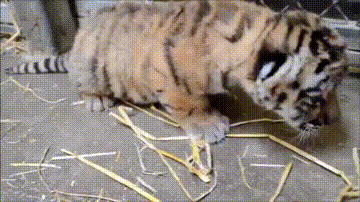 Also, I'm very scary. - Tiger, Tiger cubs, GIF, Animals