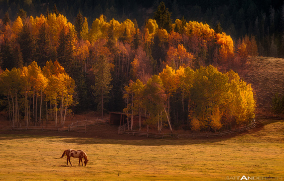 Осень - Лошади, Осень, Длиннопост