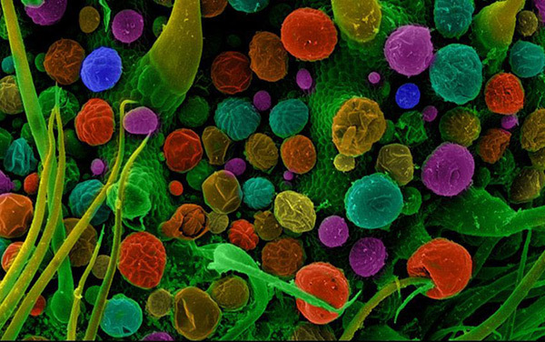 клетка марихуаны микроскоп