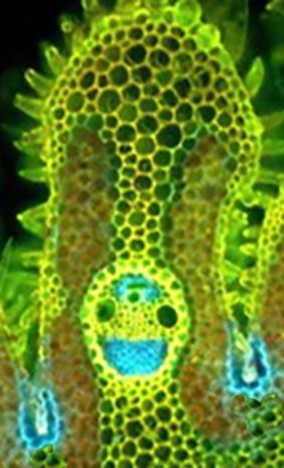 Молекула марихуаны под микроскопом мука конопли