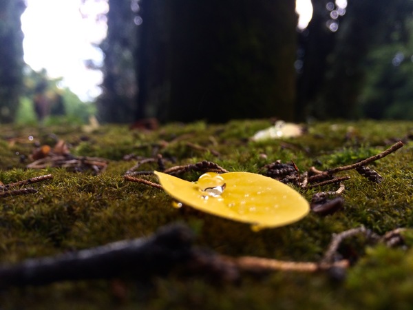 Macro after the rain - Macro photography, Longpost, beauty of nature, Drops, Rain, Macro, My