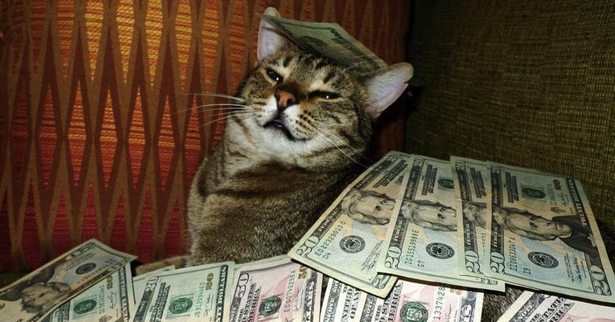 Котик с деньгами