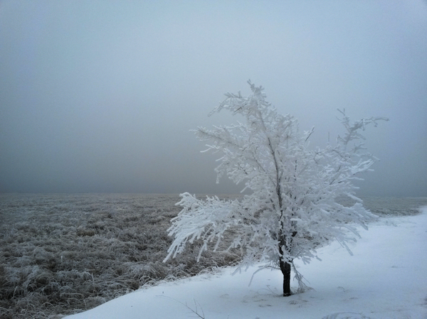 Calm Storm - My, Photo, Winter, Steppe, Tree