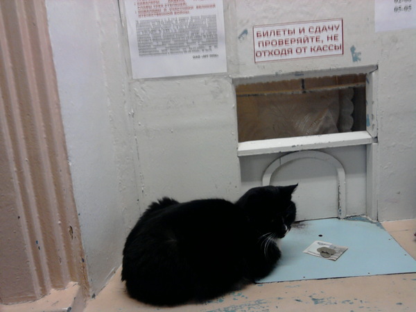 - I am the first! You will follow me! - Cash register, My, cat, Tickets, Railway station