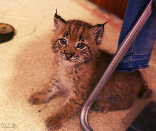 News from the life of a lynx kitten - My, Lynx, Hannah, Chihuahua, Scottish lop-eared, cat, Video