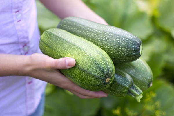 Here, take it! I have many more... - Zucchini, Generosity