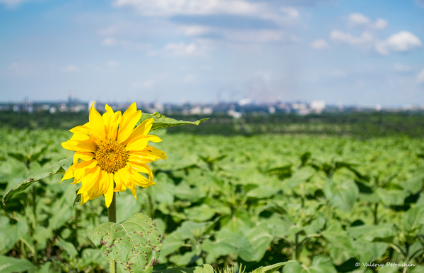 First - My, Field, Sunflower, Bokeh