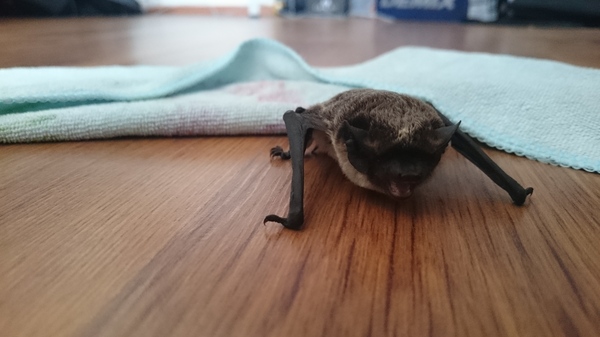 In the morning, next to the bed, I greeted a relative of Batman, what should I do with him (or with her?) HZ! - Sony, Photo, Unexpected, Bat, Nature, My