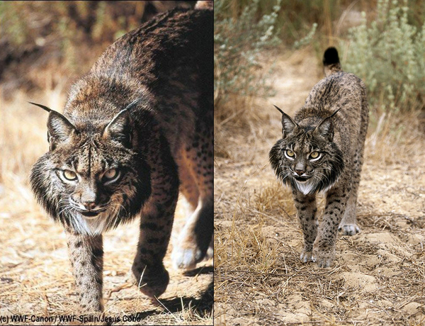 The embodiment of brutality - the Pyrenean lynx - My, Lynx, Wild animals, Animals, Rare view, Red Book, cat