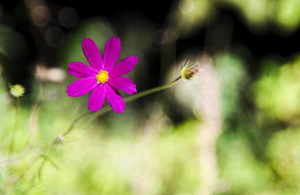 Flower - My, Flowers, Nature, Color, Nikon