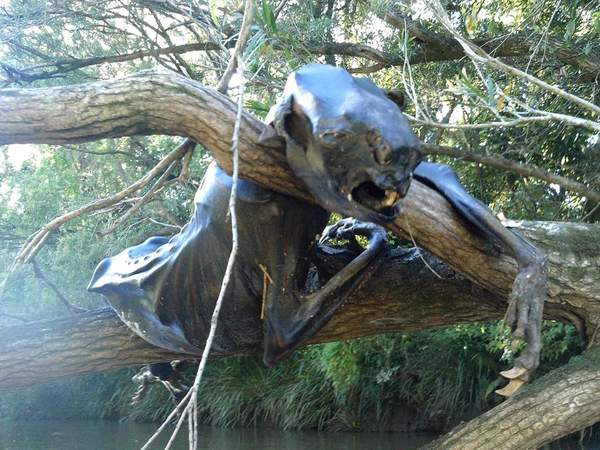 On a walk in the woods in Australia, my friend found THIS - Unknown crap, Australia, 