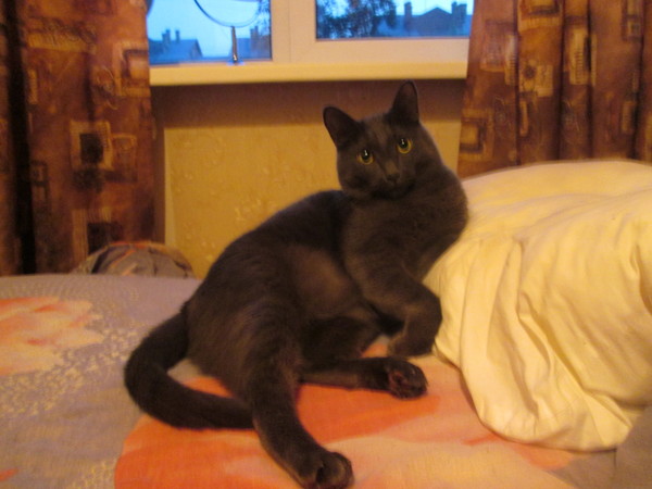 My cat is a lover of graceful poses) - My, cat, Photo, Photogenic, Pose, Milota, Animals, Longpost