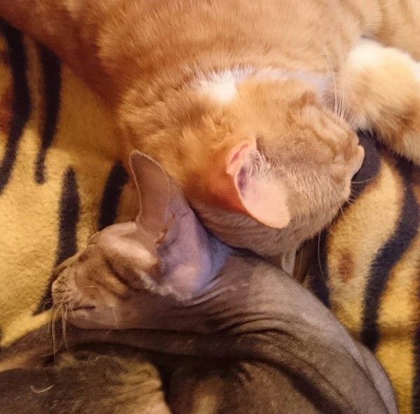 Yin Yang - My, cat, Don Sphynx, Yin Yang, Dream