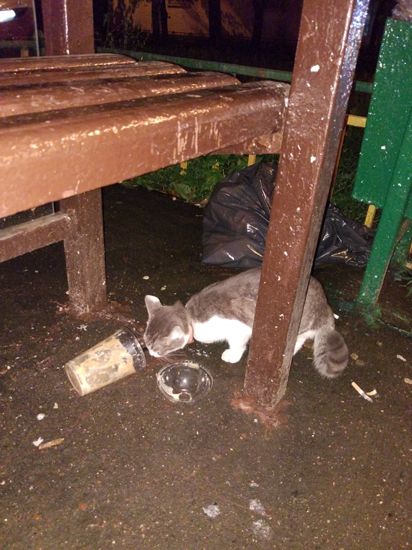 A kitten has been spotted with a collar. - Collar, Moscow, Pervomayskaya, cat