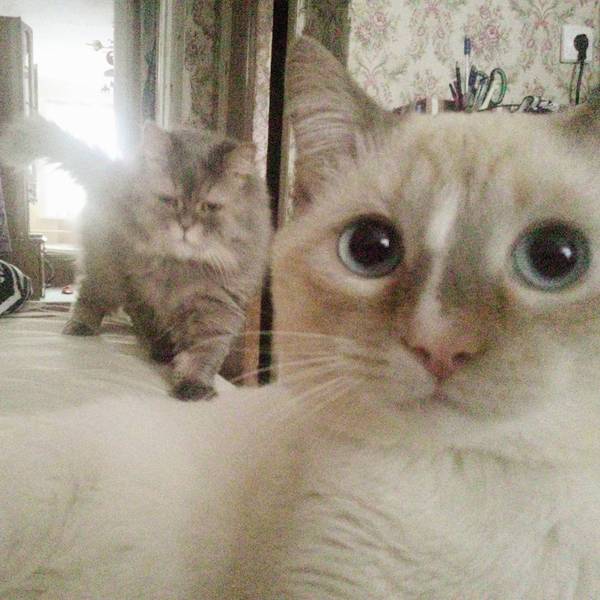 Cat selfies from my bandits) - My, Seals are drugs, Cats will take over the world, cat, League of Cats, 