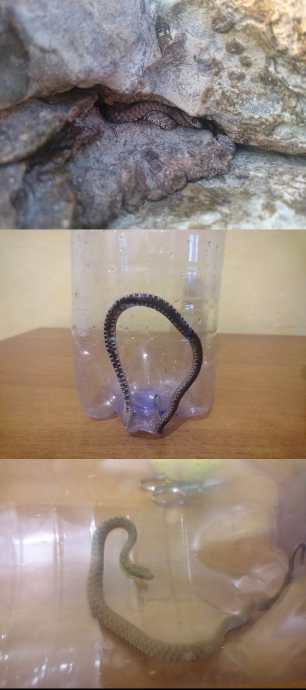 New pet. - My, Pet, Snake, What to do, Help, Longpost, Pets