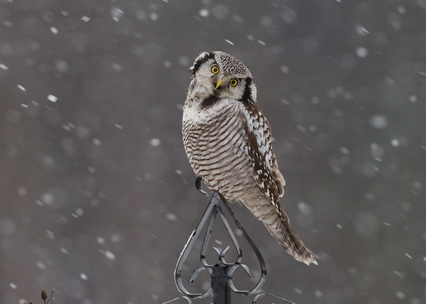 Hawk Owl. - My, Owl, Hawk owl, Milota, Video, Longpost