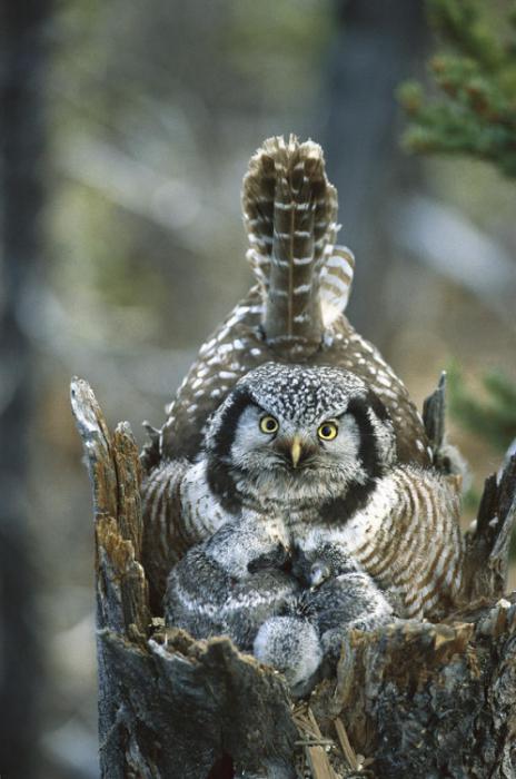 Hawk Owl. - My, Owl, Hawk owl, Milota, Video, Longpost