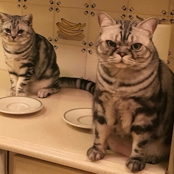 Is lunch coming soon? - cat, Kotevkorobke, , Plate