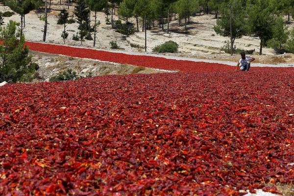 Drying hot peppers - Photo, Reuters, , Turkey, beauty