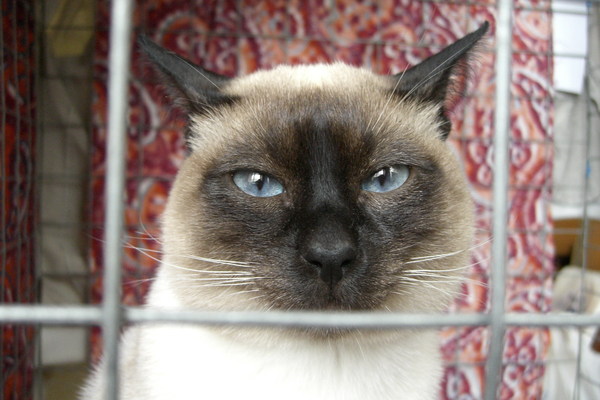 I'm behind bars... - Animals, cat, The photo, My