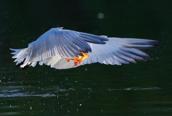 Каспийская крачка с пойманной золотой рыбкой, Онтарио, Канада.