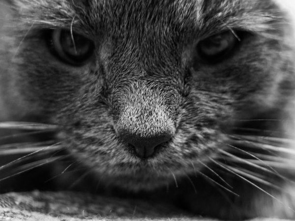 wild look - My, Film and Photo Contest, Photo, cat, Black and white photo, Fujifilm