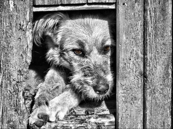 Once upon a time there was a dog - My, Dog, Photo, Portrait, Dog, Black and white photo