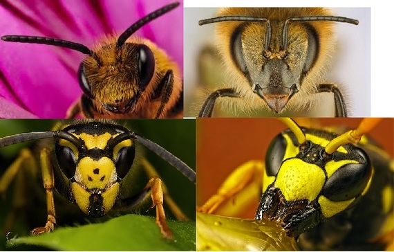 You won't fool us - Муха, Wasp, Bees, Insects, Differences