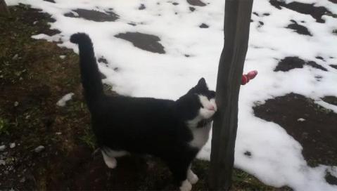 Cat rescues hiker lost in the Alps - cat, Туристы, The rescue