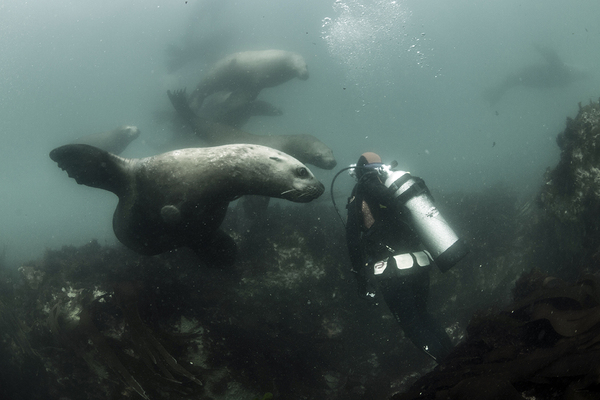 About how we were almost eaten by sea lions! - Kamchatka, Sea lions, Mikhail Korostelev, Not mine, Longpost, Sea lion