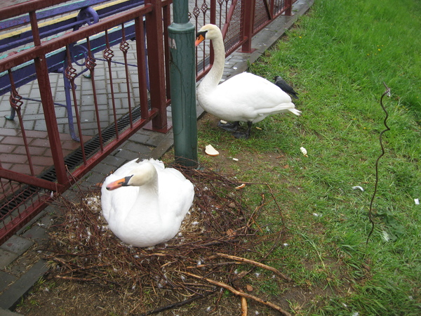 Nothing amazing. Just a city. Just swans. Just a nest. - Nest, My, 